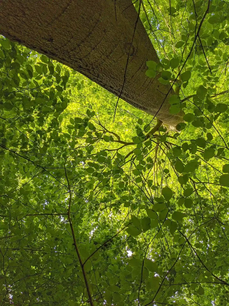 Blätterdach einer Rotbuche im Frühjahr