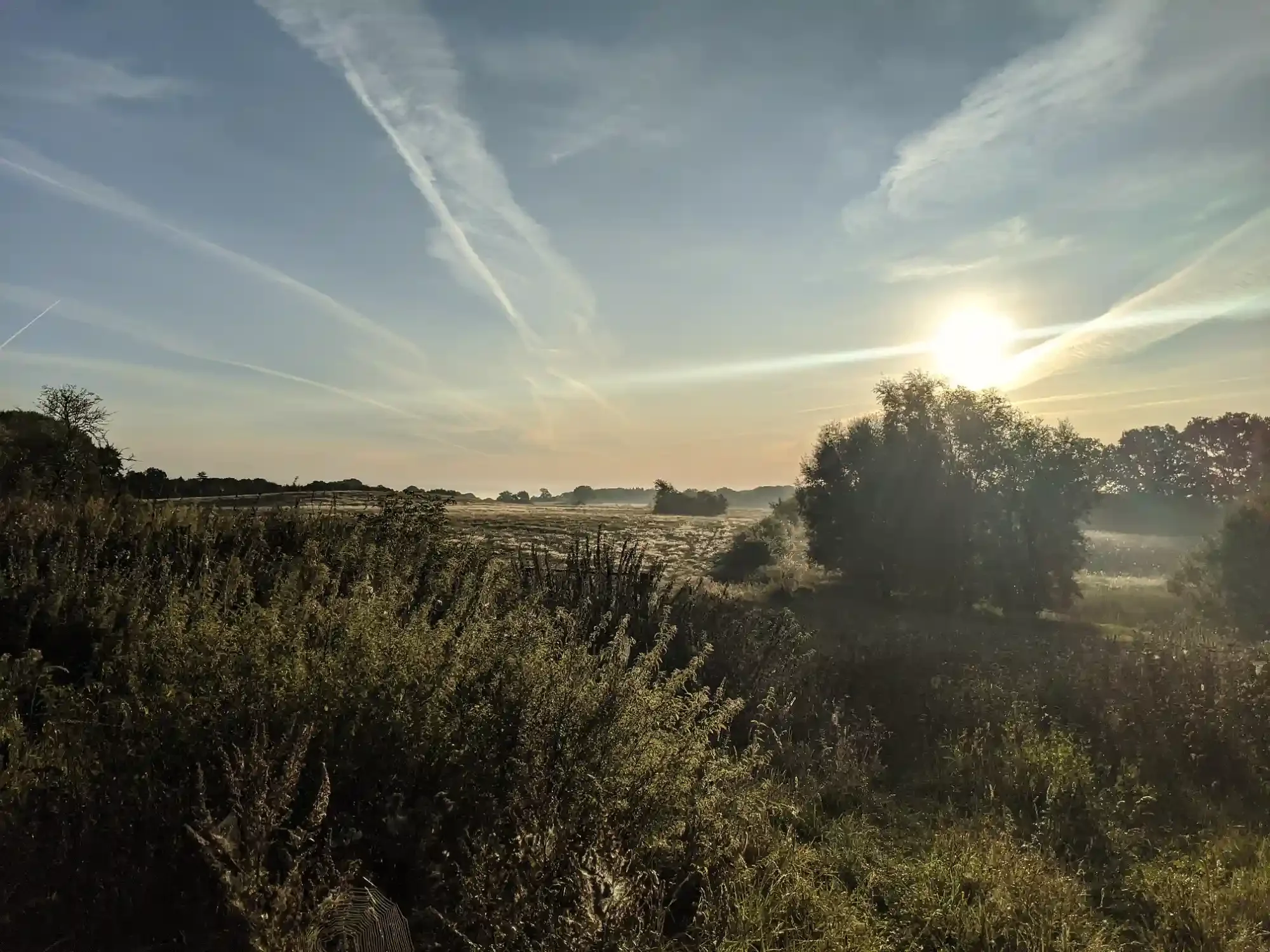 Wiesen in der Morgensonne