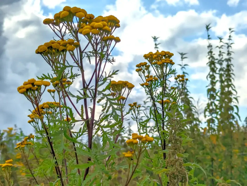 Ansaaten mit gebietseigenem Saatgut