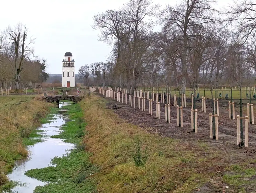 Schlosspark Remplin Blick auf Observatorium entlang der neu gepflanzten Alleen